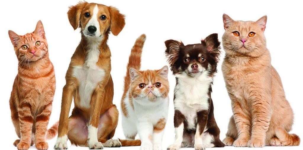 Доска объявлений о животных | ЗооТом - продажа, вязка и услуги для животных в Жиздре