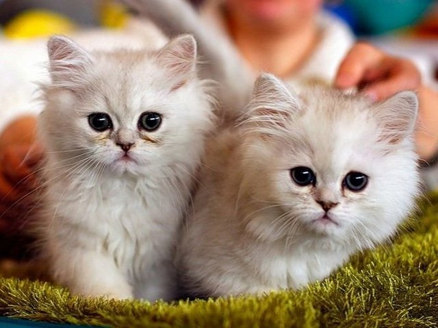 Породы кошек в Жиздре | ЗооТом портал о животных