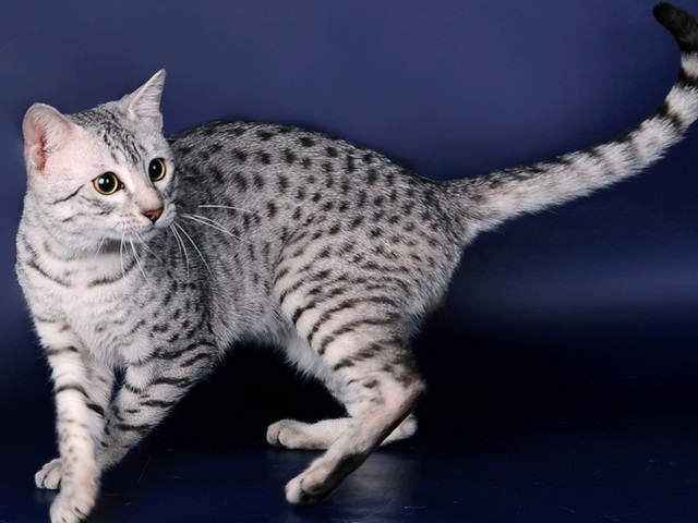 Породы кошек в Жиздре | ЗооТом портал о животных