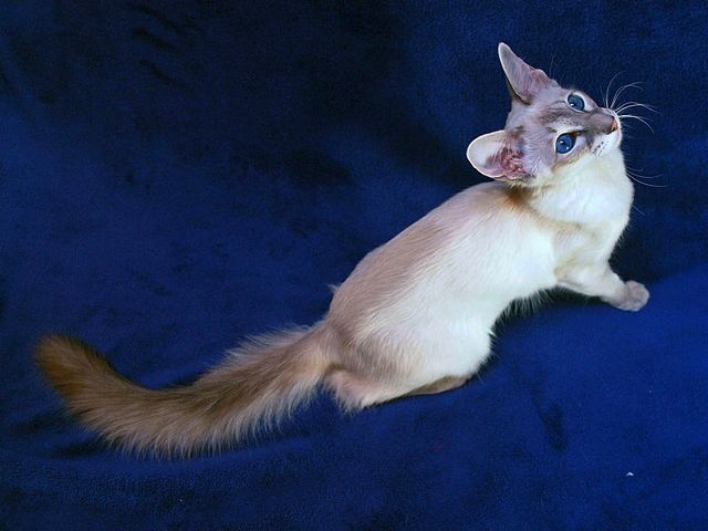 Выведенные породы кошек в Жиздре | ЗооТом портал о животных