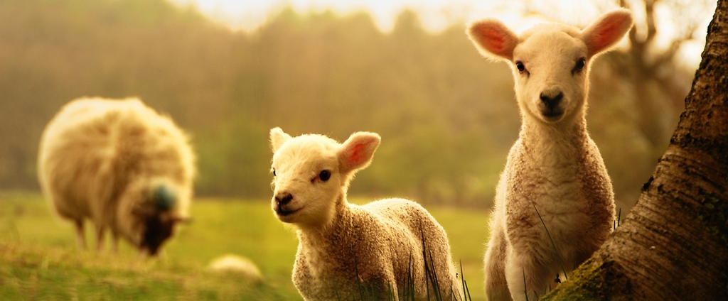 Объявления о сельскохозяйственных животных | ЗооТом - продажа, вязка и услуги для животных в Жиздре