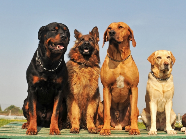 Крупные породы собак в Жиздре | ЗооТом портал о животных